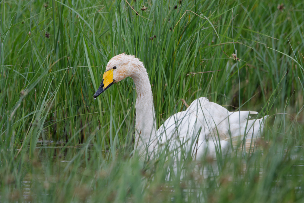 Photo of Whooper Swan